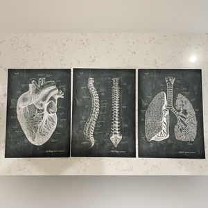 Anatomy Wall Art Pictures